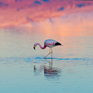 A lone flamingo stands in a salt lagoon of Atacama desert, Chile