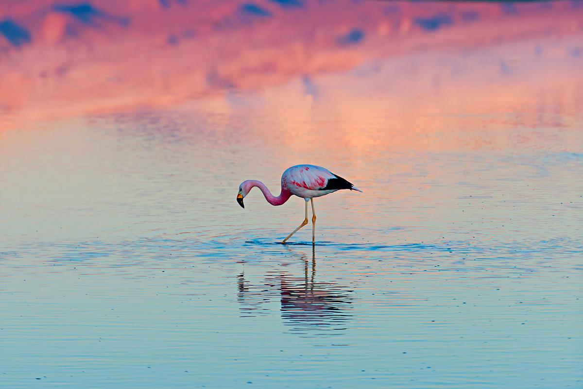 A lone flamingo stands in a salt lagoon of Atacama desert, Chile