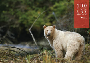 Go in search of the elusive Canadian Spirit Bear