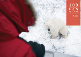 Tundra buggy your way into Canada’s largest polar bear show