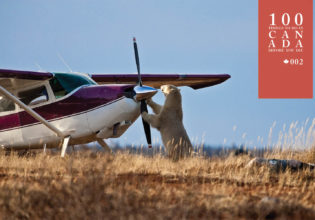 Go wild in Churchill on a polar bear safari