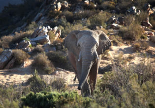 african safari animals nature lions zebras elephants game tours see