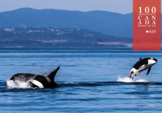 Frolic at sea with the orcas off Vancouver Island