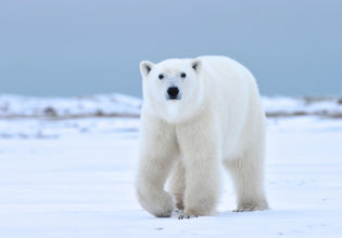 Churchill Wild, Churchill Manitoba