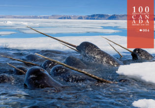Go in search of Nunavut’s mystical narwhals