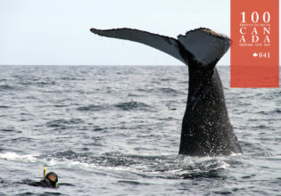 Go snorkelling with humpbacks in eastern Canada