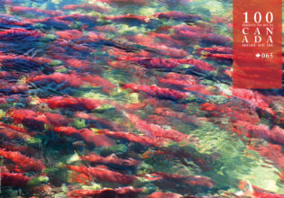 See red salmon fill Canada’s Fraser Canyon Rapids