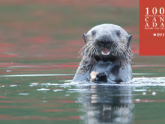 Befriend a sea otter off Canada’s Vancouver Island