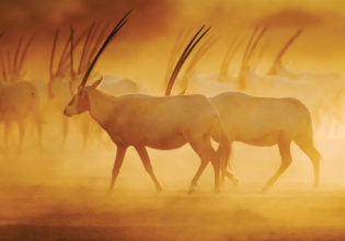 The majestic Arabian Oryx on Sir Bani Yas Island.