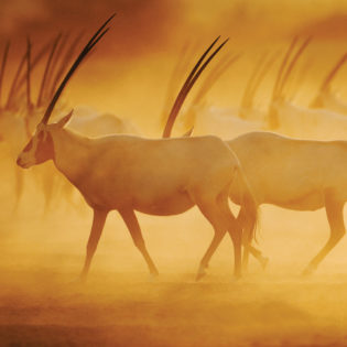 The majestic Arabian Oryx on Sir Bani Yas Island.