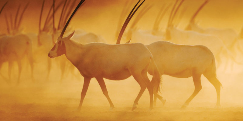 The majestic Arabian Oryx on Sir Bani Yas Island.