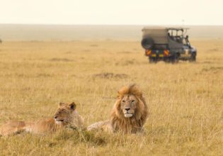 World's best animals encounters.