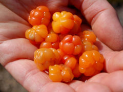 newfoundland food foodies eat dine traditional bakeapples cloudberries tart peatbogs wild berries