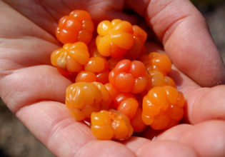 newfoundland food foodies eat dine traditional bakeapples cloudberries tart peatbogs wild berries