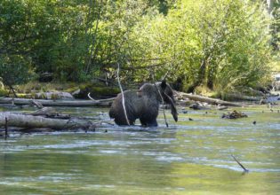 bear salmon ecotour mitchell river cariboo mountains british columbia