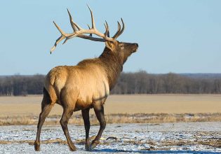 Bull elk Riding National Park Featured Manitoba Canada