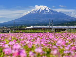 Shinkansen or JR Bullet train running pass through Mt. Fuji and Shibazakura at spring