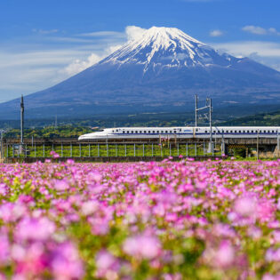 Shinkansen or JR Bullet train running pass through Mt. Fuji and Shibazakura at spring