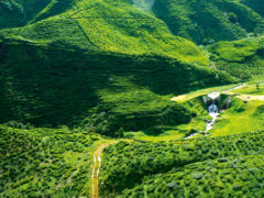 A verdant green, the Cameron Highlands north of Kuala Lumpur is a place of fantastical beauty.