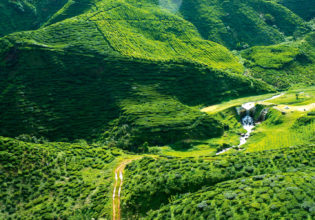 A verdant green, the Cameron Highlands north of Kuala Lumpur is a place of fantastical beauty.