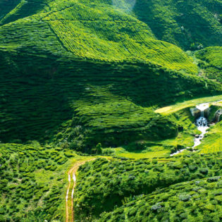A verdant green, the Cameron Highlands north of Kuala Lumpur is a place of fantastical beauty.