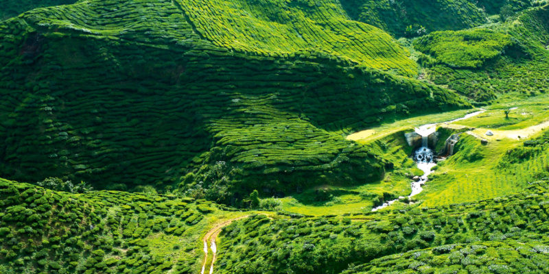 A verdant green, the Cameron Highlands north of Kuala Lumpur is a place of fantastical beauty.