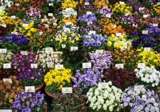 Chelsea Flower Show in London, England