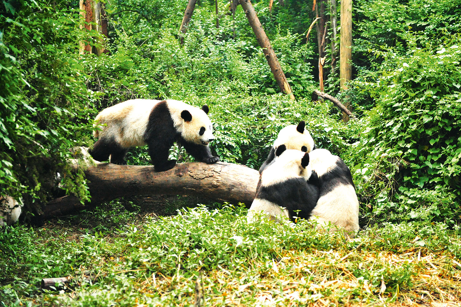 Chengdu Research Base of Giant Panda Breeding (or Chengdu Panda Base), which lies north of the city