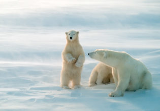 Churchill Manitoba Polar bears