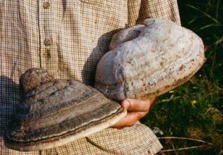 holding conk or horseshoe fungus