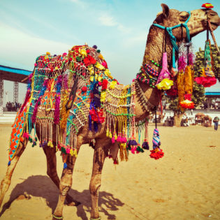 Camel Wrestling Championship in the Aegean region, Turkey