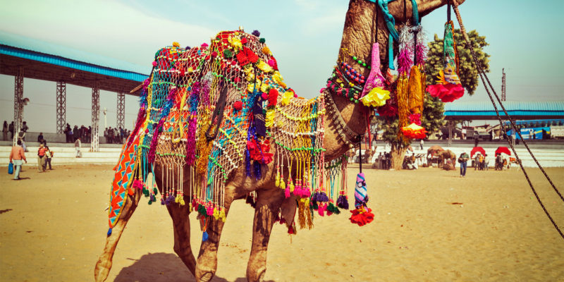 Camel Wrestling Championship in the Aegean region, Turkey