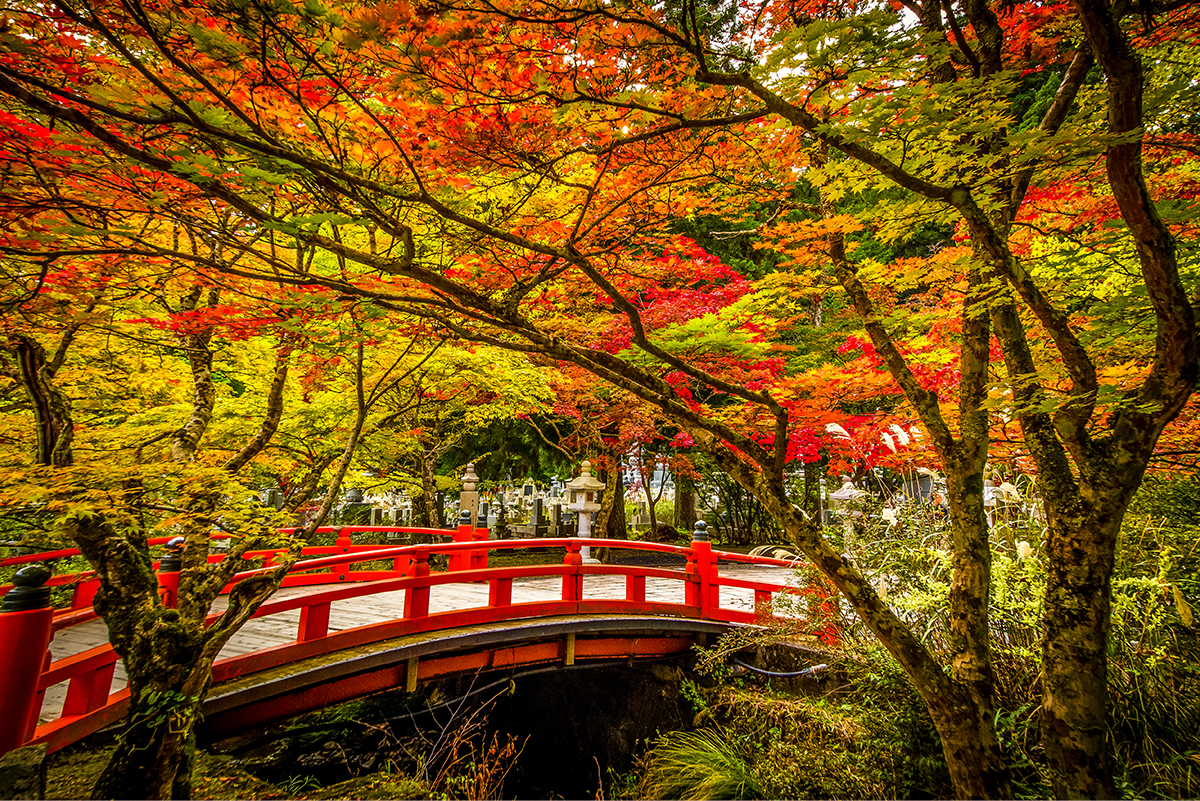A red bridge in Mount Koya surrounded by autumn leaves