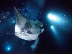 Hawaiian islands Manta Ray
