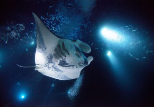 Hawaiian islands Manta Ray