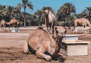 Insider guides to the Middle East