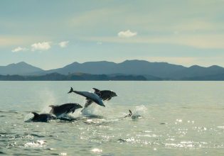 Dolphins in the Bay of Islands