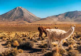 A picturesque scene of llamas grazing in the diverse flora of the Atacama Desert, framed by towering mountains under a clear blue sky.