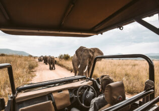 a herd of elephants at the back of a jeep safari