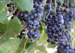 grapes ready to harvest in Grapevine Texas