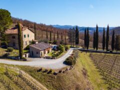 Le Miccine vineyards