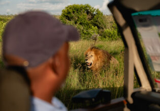 a lion in the safari as seen from a 4WD