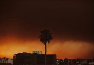 Palm tree silhouetted in glow of the Palisades fire in Los Angeles, California. View from Koreatown