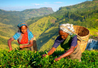 the tea pickers of Sri Lanka