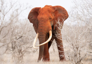 an elephant in Satao Camp