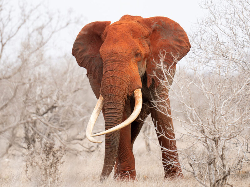 an elephant in Satao Camp