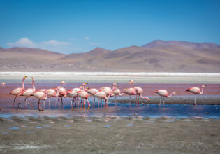 pink flamingos at the Laguna Colorada in Bolivia