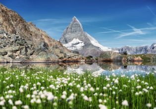 a beautiful lake with flowers growing near the Swiss alps