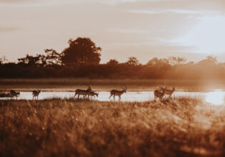 red lechwe grazing in Vumbura Plains, Botswana