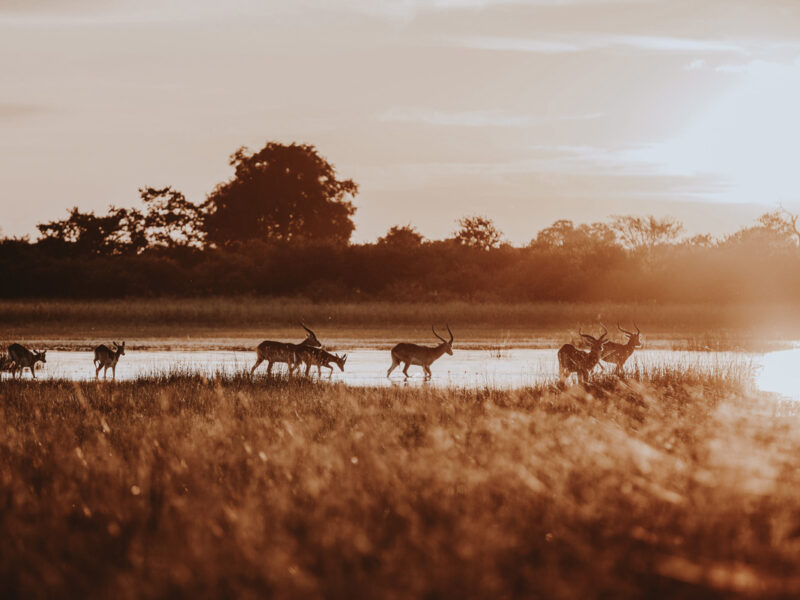red lechwe grazing in Vumbura Plains, Botswana